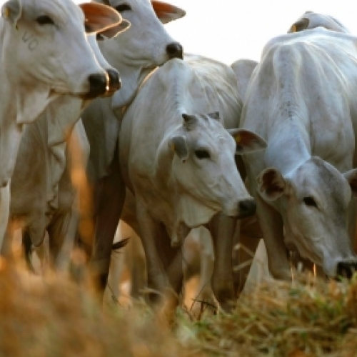 Produto racao-gado-de-corte