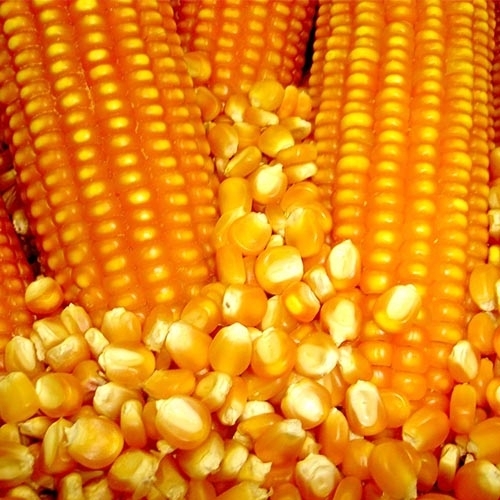 Produto milho---saco-40-kg